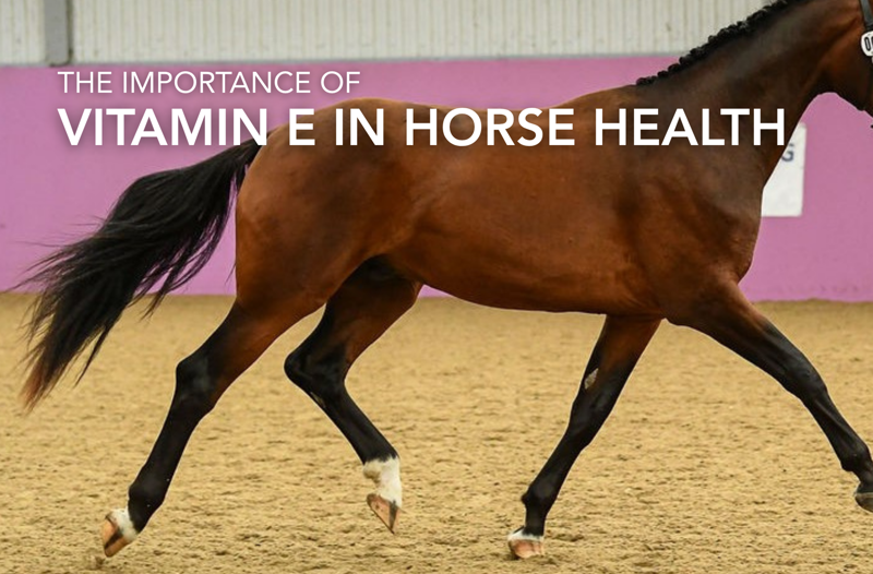 The Importance of Vitamin E in Horse Health | Equine Science Matters™